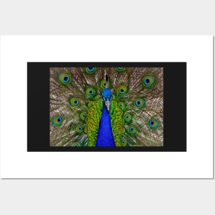 Peacock Posters and Art